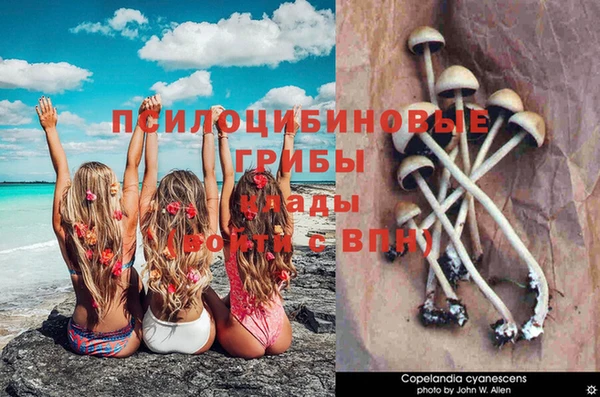 PSILOCYBIN Щигры